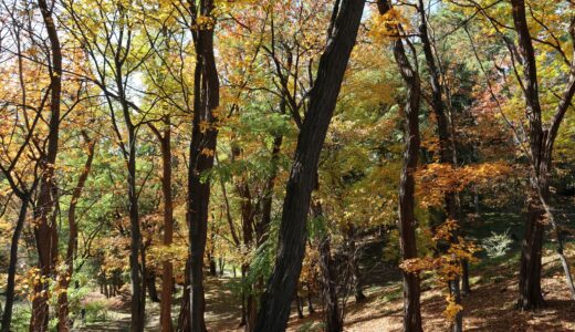 野付牛公園