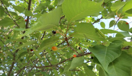 t北見神社春まつり、朝の野付牛公園、東部緑道の 梅 と さくらんぼ