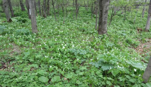 t本日の帯広野草園